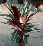 Foto Topfpflanzen Triostar, Nie-Nie-Anlage (Stromanthe sanguinea), gesprenkelt