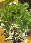 foto Le piante domestiche Tradescantia,  , verde