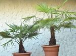 Foto Topfpflanzen Fortunei Palm bäume (Trachycarpus), grün