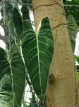 mynd Philodendron Liana einkenni
