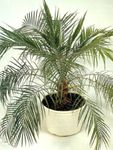 Photo House Plants Date Palm tree (Phoenix), green