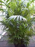 Photo House Plants Bamboo palm shrub (Chamaedorea), green