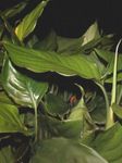 Nuotrauka Kambariniai Augalai Aglaonema, Sidabro Visžalis , žalias