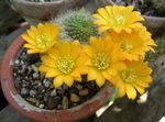 Nuotrauka Kambariniai Augalai Crown Kaktusas (Rebutia), geltonas