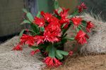 foto Le piante domestiche Easter Cactus il cacatus forestale (Rhipsalidopsis), rosso