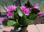 fotografie Pokojové rostliny Opilci Sen lesní kaktus (Hatiora), růžový