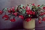 Photo House Plants Christmas Cactus (Schlumbergera), claret