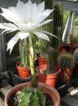 foto As Plantas da Casa Thistle Globe, Torch Cactus cacto do deserto (Echinopsis), branco
