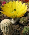 Cactus Riccio, Pizzo Cactus, Arcobaleno Cactus