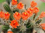 kuva Sisäkasvit Siili Kaktus, Pitsi Kaktus, Sateenkaari Kaktus aavikkokaktus (Echinocereus), oranssi