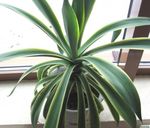 fotografie American Století Rostlina, Pita, Špičatý Aloe sukulenty (Agave), bílá