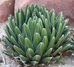Pflanzen Amerikanische Jahrhundert, Pita, Gespickt Aloe