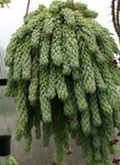 Foto Topfpflanzen Sedum sukkulenten , weiß