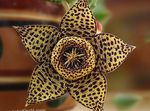 Carrion Plant, Starfish Flower, Starfish Cactus 
