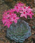 Photo Ghost Plant, Mother-of-Pearl Plant succulent (Graptopetalum), pink