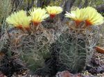 фотографија Затворене Биљке Астропхитум пустињски кактус (Astrophytum), жут