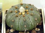 Фото үй өсімдіктер Astrophytum кактус шөл , сары