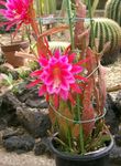 foto Le piante domestiche Cactus Cinghia, Orchidea Cactus il cacatus forestale (Epiphyllum), rosa