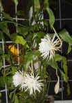 foto Le piante domestiche Cactus Cinghia, Orchidea Cactus il cacatus forestale (Epiphyllum), bianco