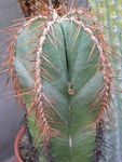 foto Le piante domestiche Lemaireocereus il cactus desertico , bianco