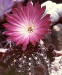 Foto Topfpflanzen Cob Cactus wüstenkaktus (Lobivia), rosa