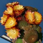 Foto Topfpflanzen Cob Cactus wüstenkaktus (Lobivia), orange