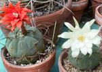 Photo House Plants Matucana desert cactus , white