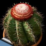 Foto Topfpflanzen Turks Head Kaktus wüstenkaktus (Melocactus), rosa