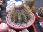 Foto Topfpflanzen Turks Head Kaktus wüstenkaktus (Melocactus), rosa