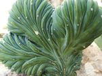 foto Le piante domestiche Candela Blu, Mirtillo Cactus (Myrtillocactus), bianco