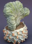 Foto Topfpflanzen Blaue Kerze, Heidelbeere Cactus kakteenwald (Myrtillocactus), weiß