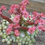 Foto Topfpflanzen Haus Lauch sukkulenten (Sempervivum), rosa