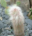 foto Le piante domestiche Oreocereus il cactus desertico , rosa