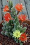foto Le piante domestiche Arachidi Cactus (Chamaecereus), rosso