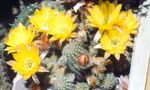 Foto Topfpflanzen Erdnuss-Kaktus wüstenkaktus (Chamaecereus), gelb