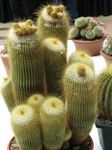 снимка Интериорни растения Топка Кактус пустинен кактус (Notocactus), жълт