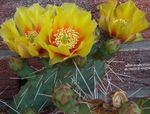 Nuotrauka Kambariniai Augalai Dygliuotas Kriaušių dykuma kaktusas (Opuntia), geltonas