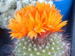 foto Kamerplanten Klein Duimpje woestijn cactus (Parodia), oranje