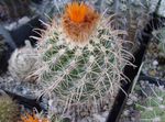 снимка Интериорни растения Том Палеца пустинен кактус (Parodia), оранжев